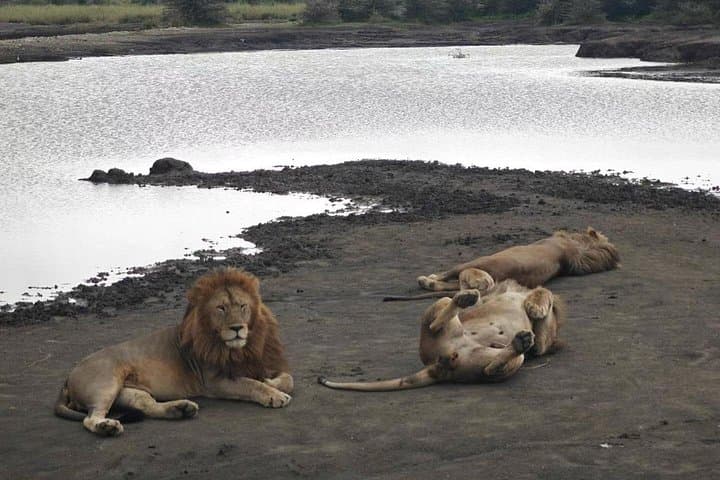 2-Day Camping Safari: Tarangire & Ngorongoro Crater Adventure photo 4