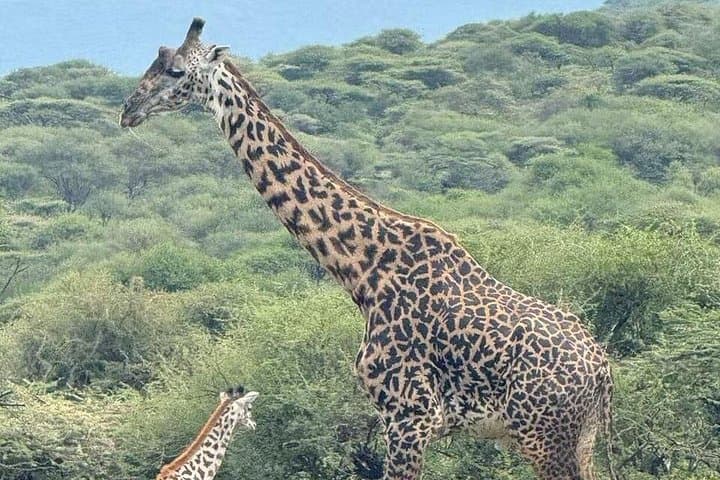2-Day Camping Safari: Tarangire & Ngorongoro Crater Adventure photo 5