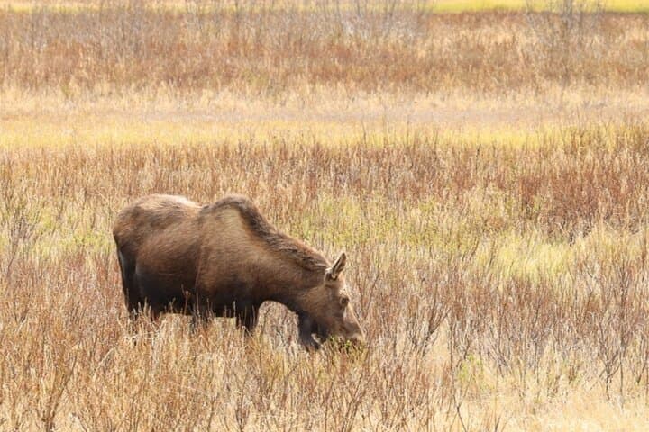 Exploring Alaska’s Wild Heart: Private Seward to Anchorage Scenic Transfer photo 4