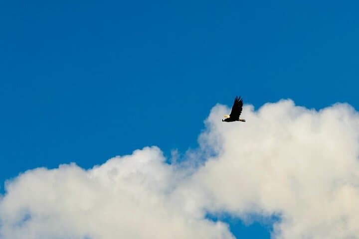 Alaska’s Whittier Cruise Transfer: Scenic Wildlife and Wilderness Tour photo 2