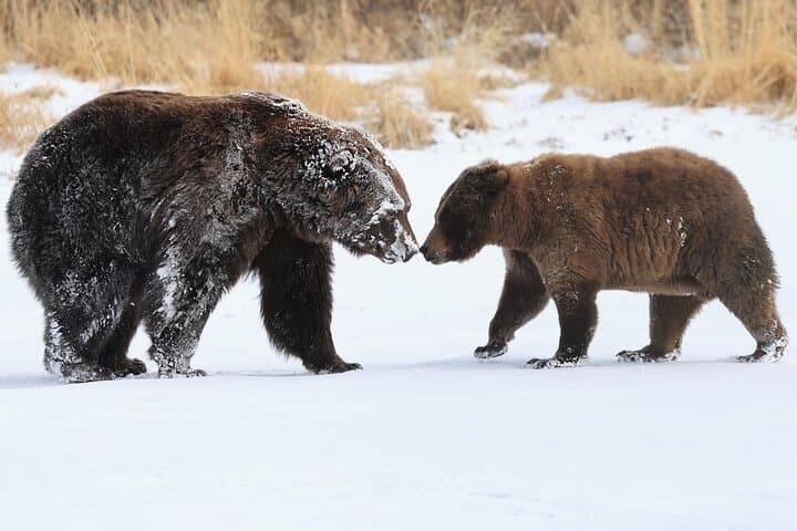 Explore Alaska’s Wild Heart: Private Whittier Cruise Transit Tour with AWCC photo 2