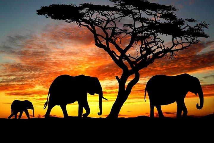 3-Day Maasai Mara Guided Safari: 4x4 Land Cruiser Wildlife Experience from Nairobi photo 3