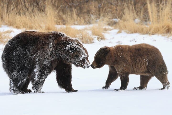 Alaska’s Whittier Cruise Transfer: Scenic Wildlife and Wilderness Tour photo 5