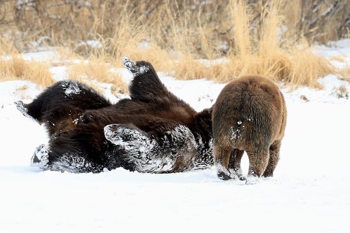 Alaska’s Whittier Cruise Transfer: Scenic Wildlife and Wilderness Tour photo 6