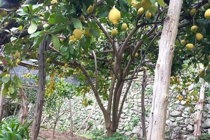 Maiori Lemon Grove Hike: Limoncello Tastings & Amalfi Coast Views photo 6