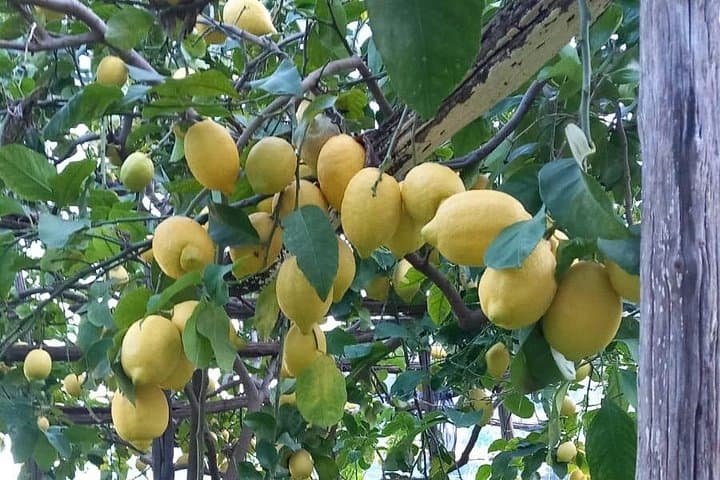 Maiori Lemon Grove Hike: Limoncello Tastings & Amalfi Coast Views photo 5