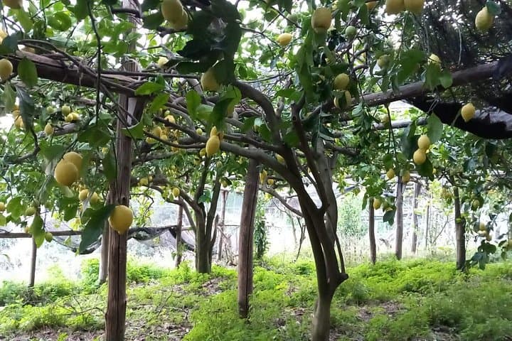 Maiori Lemon Grove Hike: Limoncello Tastings & Amalfi Coast Views