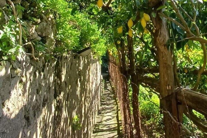 Maiori Lemon Grove Hike: Limoncello Tastings & Amalfi Coast Views photo 3