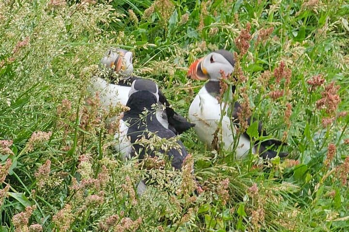 Eyjascooter Puffin Tour — Scooter the Cliffs of Heimaey (Westman Islands, Iceland) photo 5