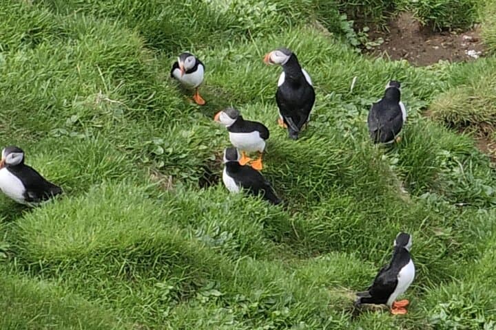 Eyjascooter Puffin Tour — Scooter the Cliffs of Heimaey (Westman Islands, Iceland) photo 6