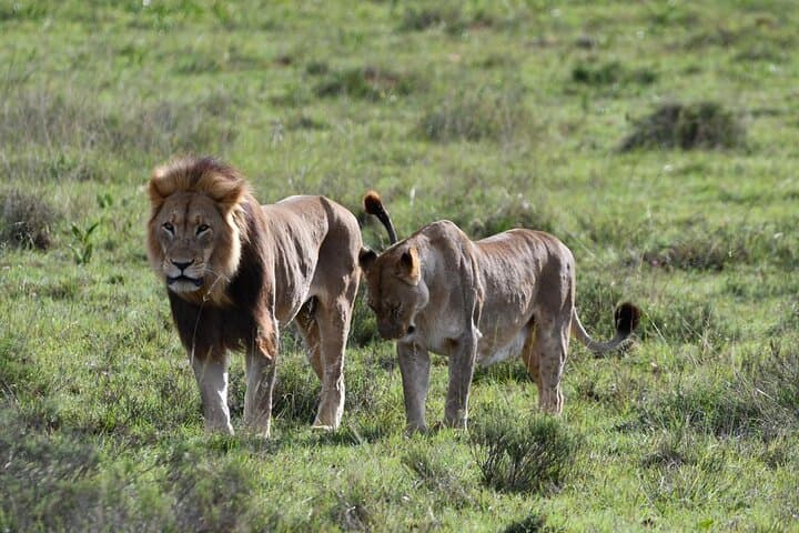 Addo Elephant National Park Full-Day Game Drive with BBQ BBQ Lunch photo 2