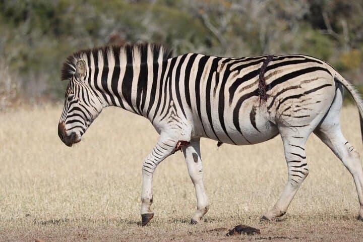 Addo Elephant National Park Full-Day Game Drive with BBQ BBQ Lunch photo 3