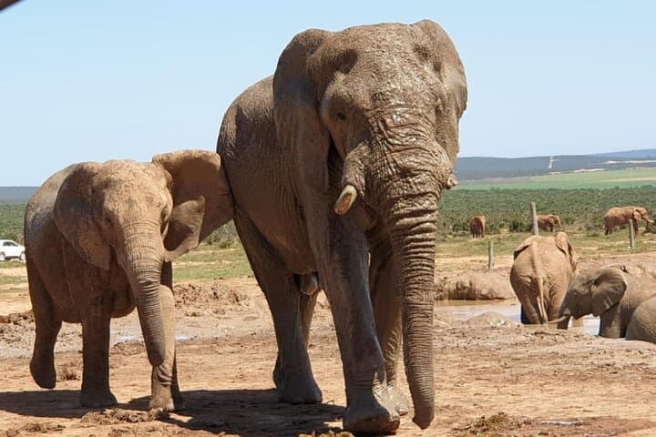 Addo Elephant National Park Full-Day Game Drive with BBQ BBQ Lunch photo 5