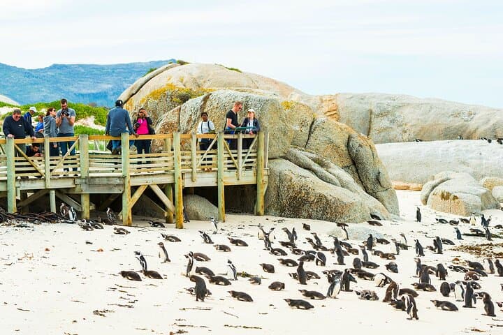 Cape Point & Boulders: A Day at the Edge of Africa — Cape of Good Hope Small-Group Tour photo 4
