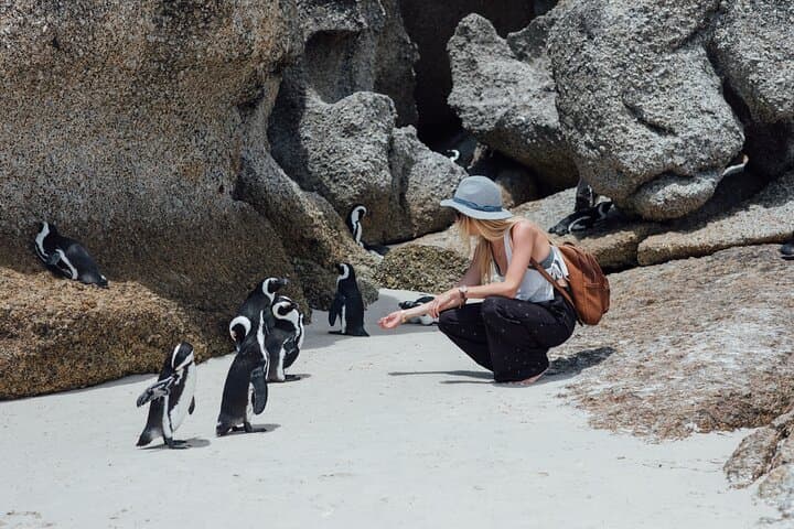 Half-Day Cape Town Tour — Table Mountain, Chapman's Peak & Boulders Beach Penguins