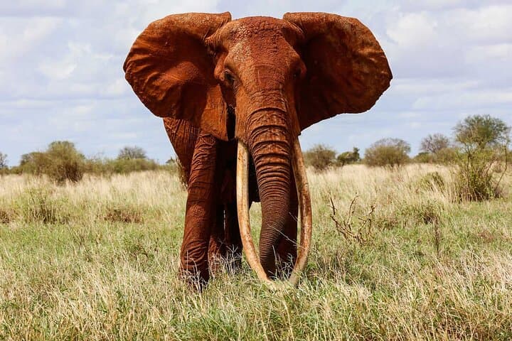 3-Day Private Tsavo East & West Safari with Mzima Springs photo 5