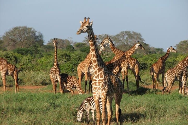 3-Day Private Tsavo East & West Safari with Mzima Springs photo 6