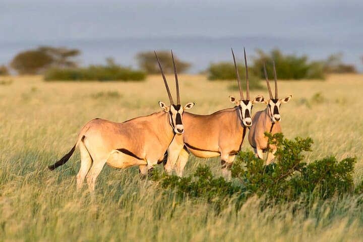Two-Day Safari in Awash National Park, Ethiopia — Waterfalls, Gorges & Wildlife