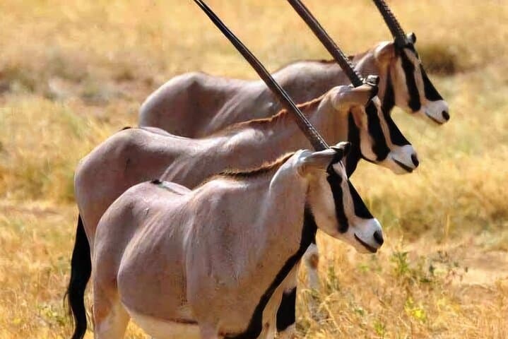 Two-Day Safari in Awash National Park, Ethiopia — Waterfalls, Gorges & Wildlife photo 3