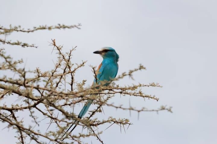 Two-Day Safari in Awash National Park, Ethiopia — Waterfalls, Gorges & Wildlife photo 4
