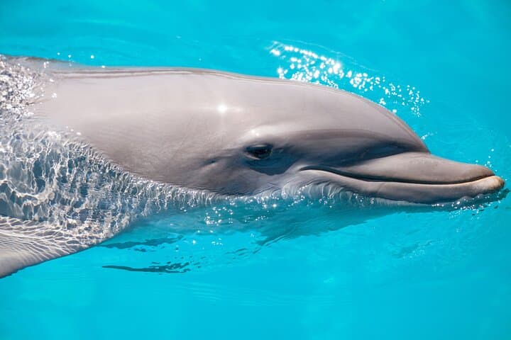 Private Key West Dolphin Safari — Vitamin Sea Charter (4-Hour Private Boat) photo 2