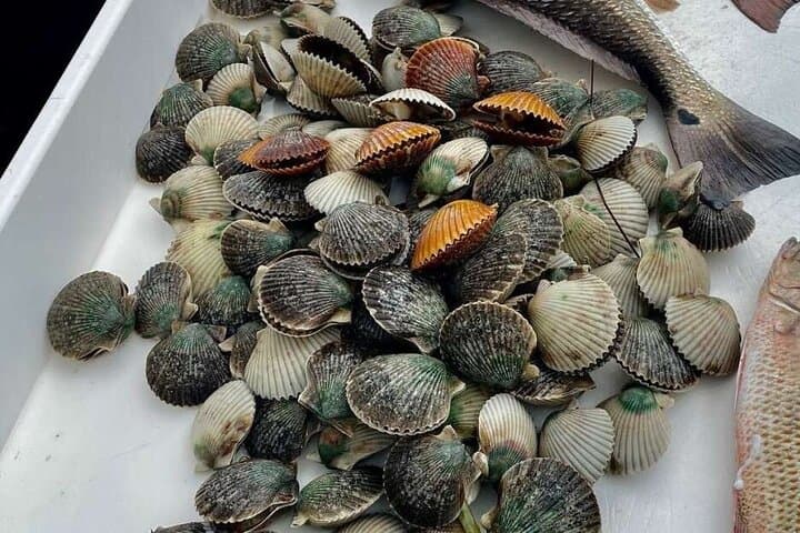 Scalloping Charters on Florida’s Nature Coast: Guided Scallop Snorkel in Crystal River photo 5