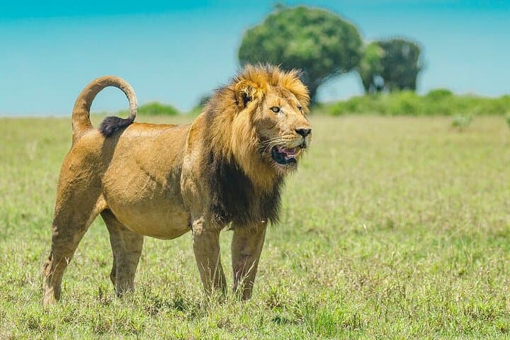 Full-Day Private Safari to Akagera National Park and Lake Ihema Boat Cruise