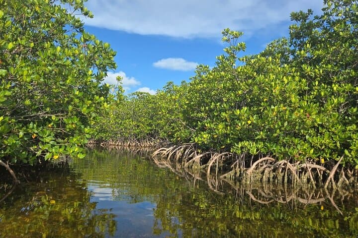 Florida Keys Kayak & Paddleboard Rentals — Self-Guided Mangrove Tours in Key West