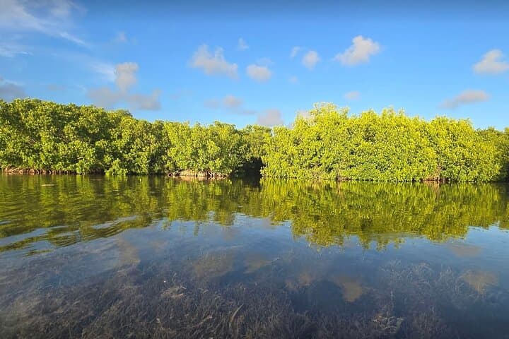 Florida Keys Kayak & Paddleboard Rentals — Self-Guided Mangrove Tours in Key West photo 3