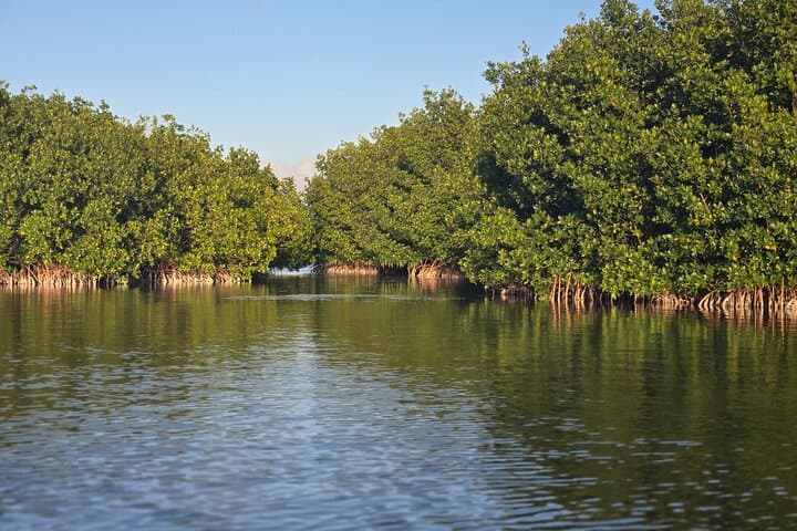 Florida Keys Kayak & Paddleboard Rentals — Self-Guided Mangrove Tours in Key West photo 4