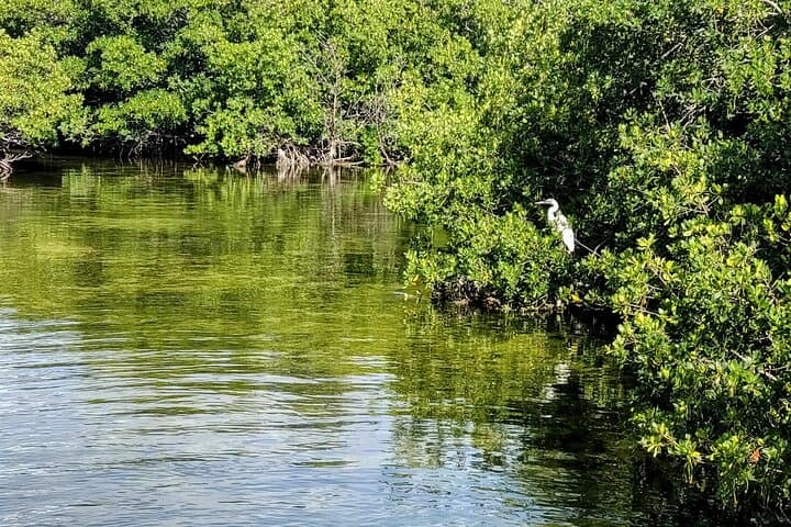 Florida Keys Kayak & Paddleboard Rentals — Self-Guided Mangrove Tours in Key West photo 5