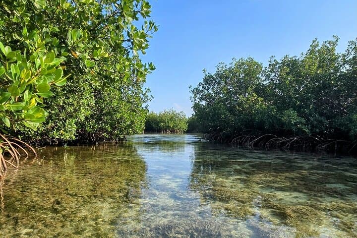 Florida Keys Kayak & Paddleboard Rentals — Self-Guided Mangrove Tours in Key West photo 6