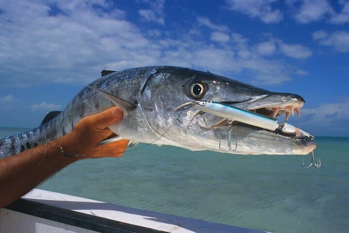 Private Key West Fishing and Snorkeling Charter: Exploring Coral Reefs and Sandbars