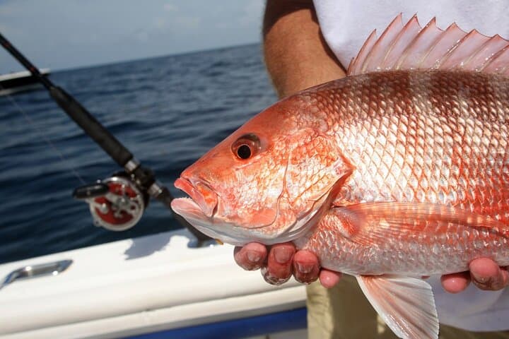 Private Key West Fishing and Snorkeling Charter: Exploring Coral Reefs and Sandbars photo 2