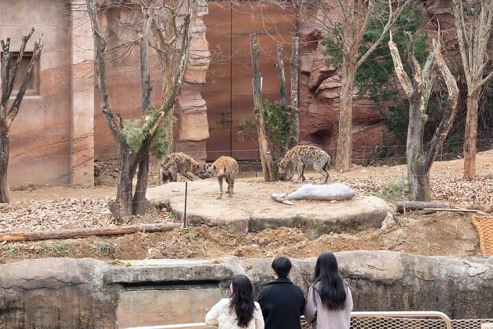 Everland Theme Park: Complete Day Guide to T Express, Zootopia & Festivals photo 4