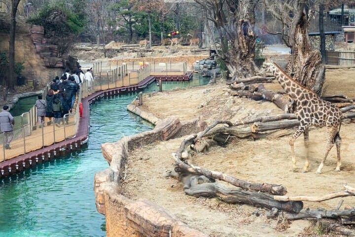 Everland Theme Park: Complete Day Guide to T Express, Zootopia & Festivals photo 5