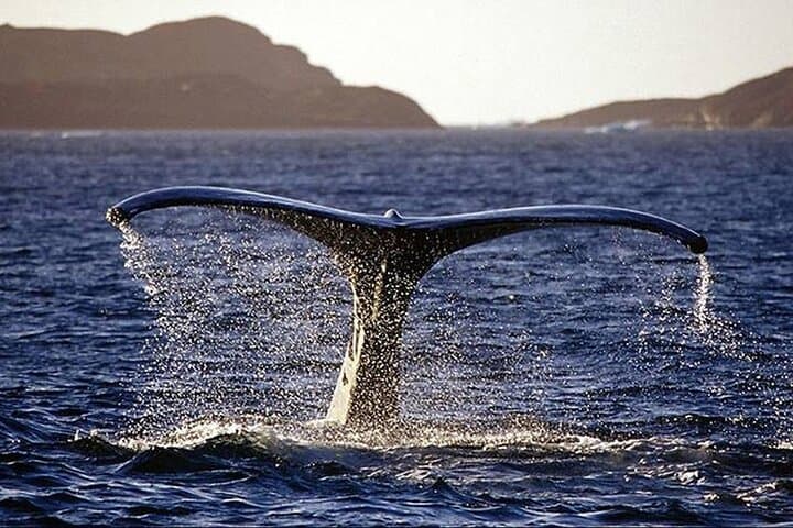 Lyngen Alps VIP Whale-Watching Boat Tour with Onboard Lunch