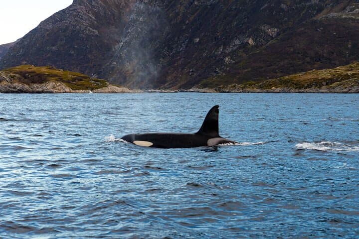 Lyngen Alps VIP Whale-Watching Boat Tour with Onboard Lunch photo 2