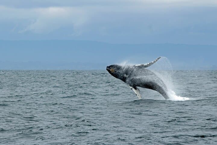 Lyngen Alps VIP Whale-Watching Boat Tour with Onboard Lunch photo 3