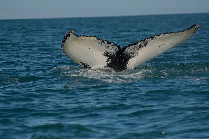 Lyngen Alps VIP Whale-Watching Boat Tour with Onboard Lunch photo 6