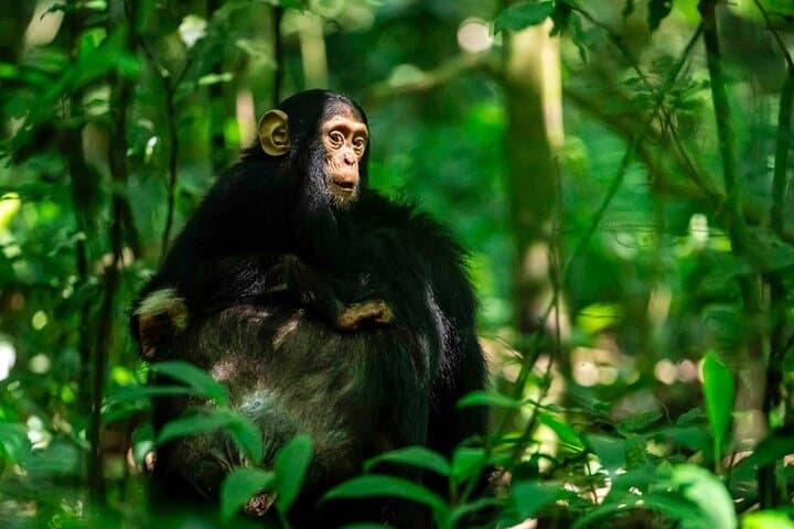 4-Day Queen Elizabeth National Park Safari & Chimp Trek from Kigali photo 4