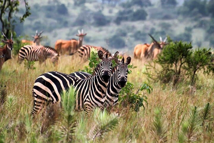 4-Day Queen Elizabeth National Park Safari & Chimp Trek from Kigali