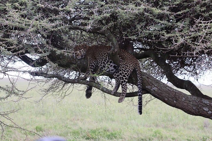 3-Day Camping Safari: Serengeti to Ngorongoro Crater photo 3