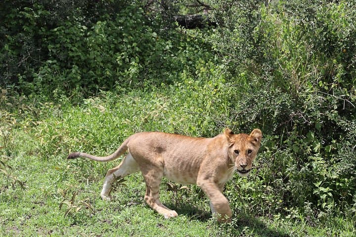 3-Day Camping Safari: Serengeti to Ngorongoro Crater photo 4