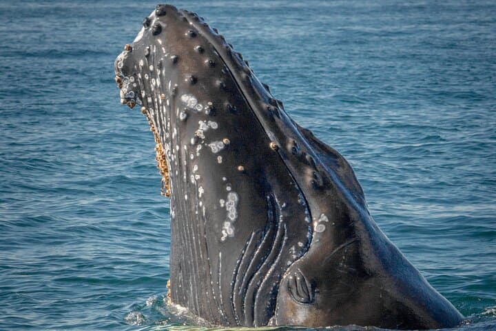 Tromsø VIP Whale Watching: Arctic Boat Tour with Lunch photo 5