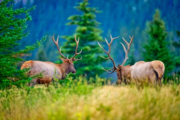 Banff Wildlife and Johnston Canyon Hiking Tour: Bow Valley Parkway Day Trip