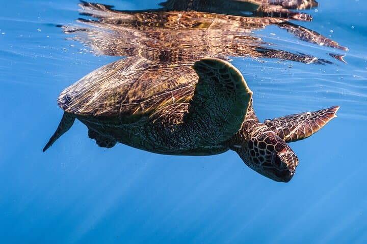 Waikiki Turtle Canyon Snorkel — Turtles Guaranteed