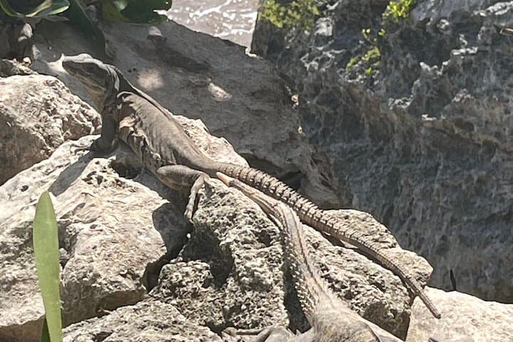 Tulum 3-in-1: Ruins, Snorkel the Mesoamerican Reef & Hidden Cenote photo 6