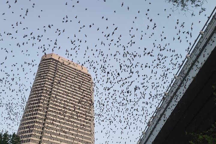 Houston Buffalo Bayou Bat and Skyline Kayak Tour — Evening Paddle Under the Bats photo 3