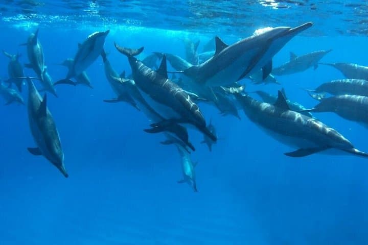 Snorkel Kealakekua Bay: Reef Trip Under the Captain Cook Monument photo 2